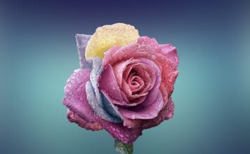 Czym się różni AI od si? Czym się różni AI od si?