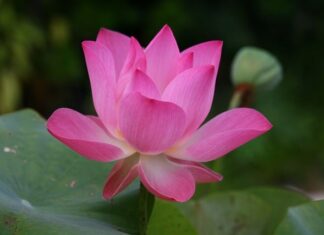 Jak się mówi po angielsku Grażyna?