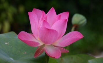 Jak się mówi po angielsku Grażyna?