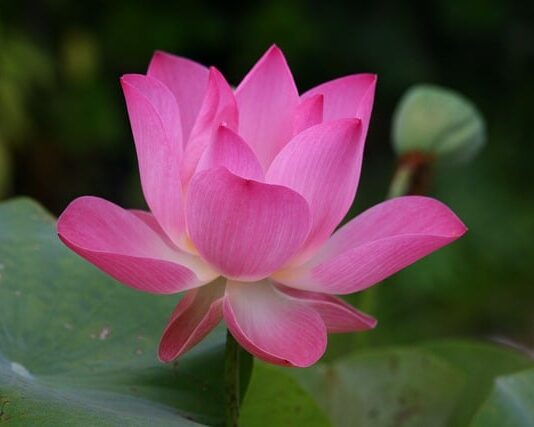 Jak się mówi po angielsku Grażyna?