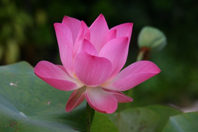 Jak się mówi po angielsku Grażyna? Jak się mówi po angielsku Grażyna?