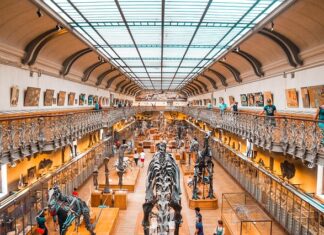 Kto jest właścicielem firmy Dino? Kto jest właścicielem firmy Dino?