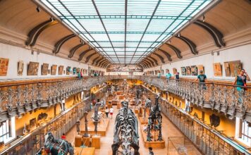 Kto jest właścicielem firmy Dino? Kto jest właścicielem firmy Dino?