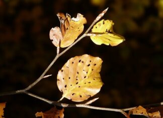 Z kim spotykała się Fagata?