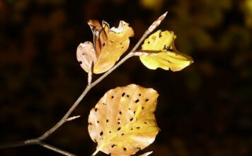 Z kim spotykała się Fagata? Z kim spotykała się Fagata?