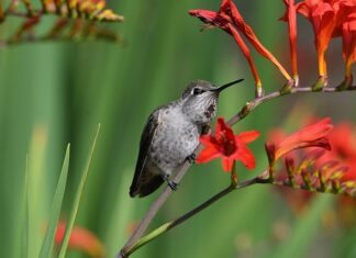 Czy Anna to polskie imię?