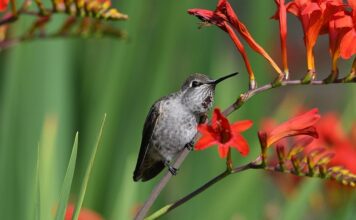 Czy Anna to polskie imię?