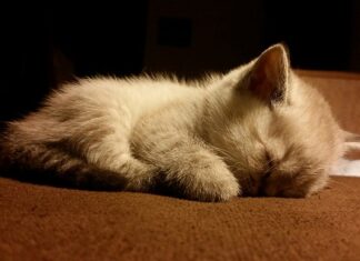 Czego patronką jest Grażyna?