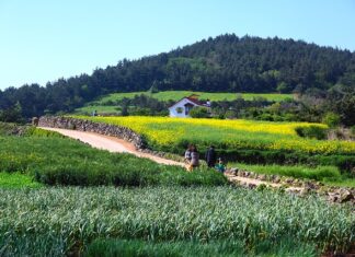 Z jakiego kraju pochodzi Wanda?