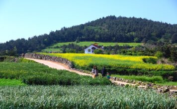 Z jakiego kraju pochodzi Wanda?