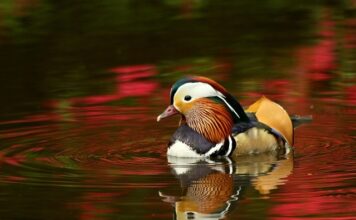 Kto pasuje do Izabeli?