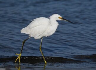 Co to znaczy Barbara?