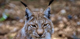 Jak usunąć głębokie rysy na lakierze?