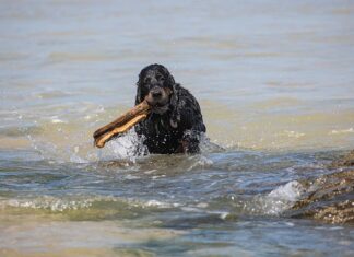 Ile kosztuje sprowadzenie auta z Anglii do Polski?