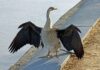 Co lepsze Pert czy PEX? Co lepsze Pert czy PEX?