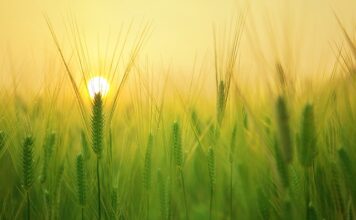 Jak zacząć z Uprawa Bezorkowa?