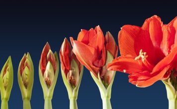 Czym się różni sekwencja od zwykłej instalacji? Czym się różni sekwencja od zwykłej instalacji?